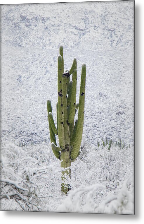 Snow Metal Print featuring the photograph Green In A Sea Of White by Elaine Malott