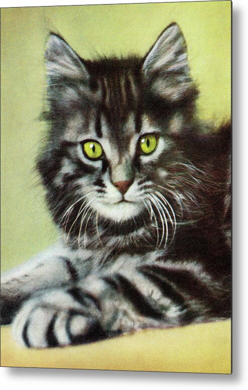 Animal Metal Poster featuring the drawing Grey Striped Cat by CSA Images