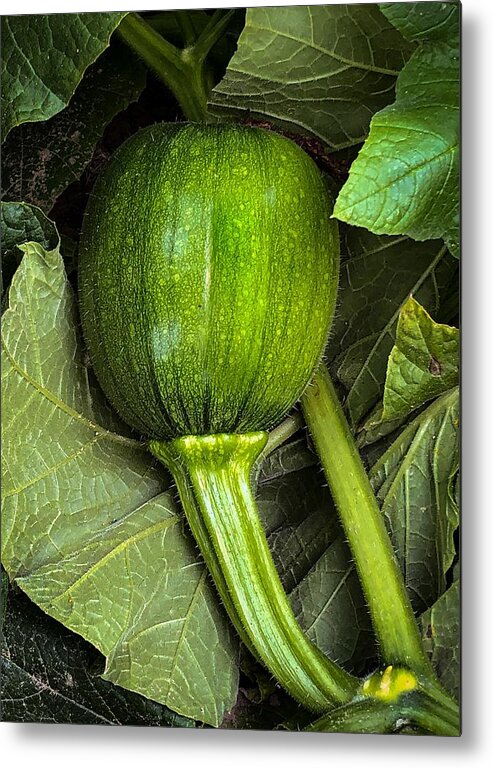 Pumpkin Metal Print featuring the photograph Growing Pumpkin by Anamar Pictures