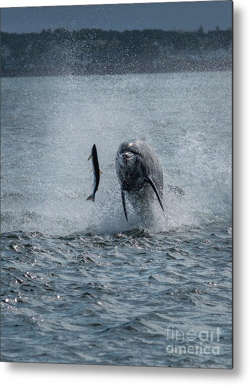 Dolphin Metal Print featuring the photograph Hunting Bottlenose Dolphin by Andreas Berthold