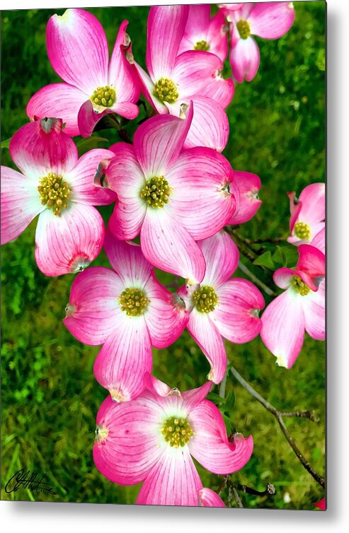 Flower Metal Print featuring the photograph In the Pink by Chris Montcalmo