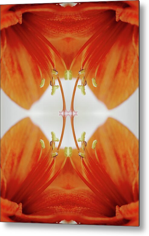 Tranquility Metal Print featuring the photograph Inside An Amaryllis Flower by Silvia Otte