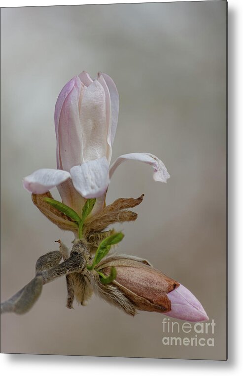 Magnolia Metal Print featuring the photograph Magnolia Dreams by Amfmgirl Photography