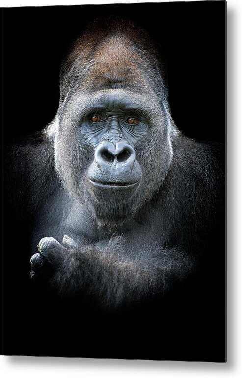 Animal Themes Metal Print featuring the photograph Male Western Lowland Gorilla by Mike Hill