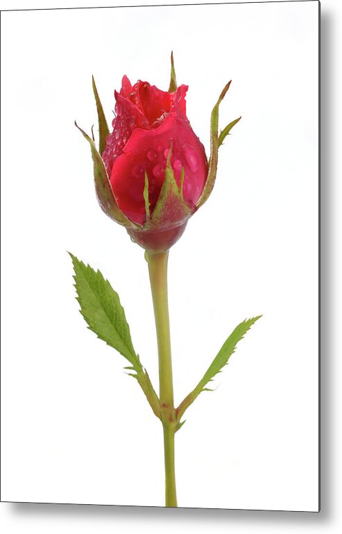 White Background Metal Print featuring the photograph Miniature Pink Rose Bud With Water by Rosemary Calvert