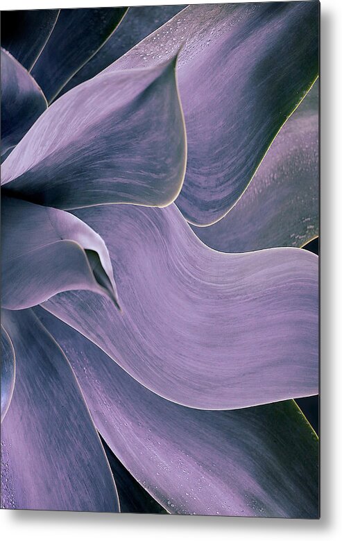 Abstract
Leaf
Leaves
Violet
Dawn
Nature Metal Print featuring the photograph Morning Dew by Robin Wechsler