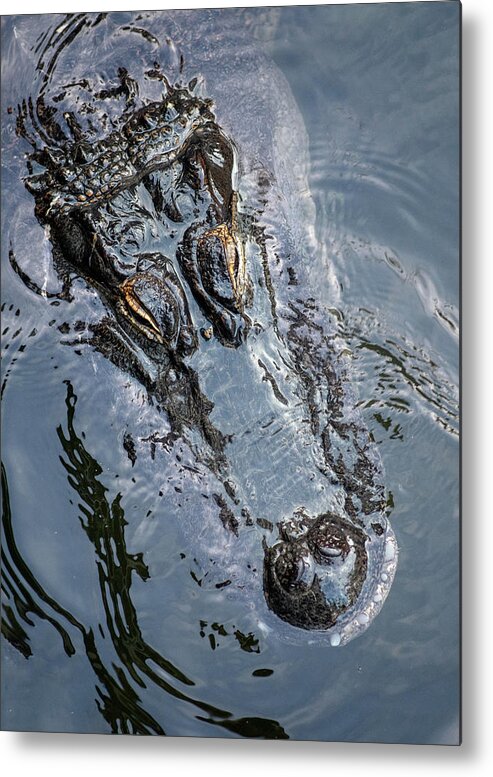 Crocodile Metal Print featuring the photograph Now You See Me by Elin Skov Vaeth