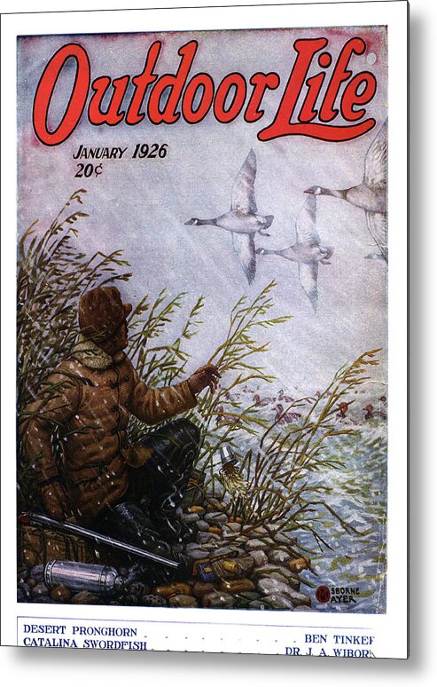 Geese Metal Print featuring the painting Outdoor Life Magazine Cover January 1926 by Outdoor Life