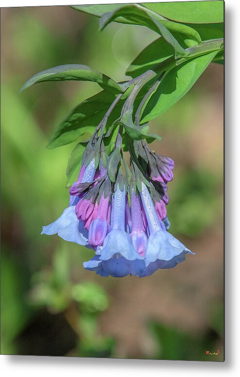 Borage Family Metal Print featuring the photograph Pink Virginia Bluebells or Virginia Cowslip DFL0963 by Gerry Gantt