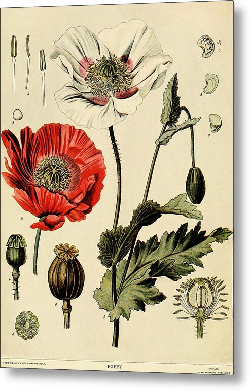 Poppy Metal Print featuring the painting Poppy by Unknown