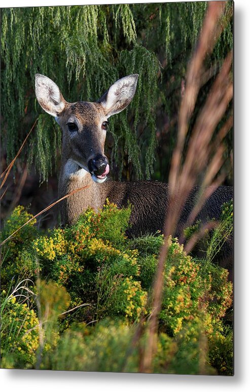 Florida Metal Print featuring the photograph Portrait of a Doe by T Lynn Dodsworth