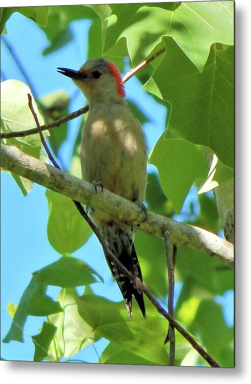 Birds Metal Print featuring the photograph Red Bellied Woodpecker #1 by Karen Stansberry
