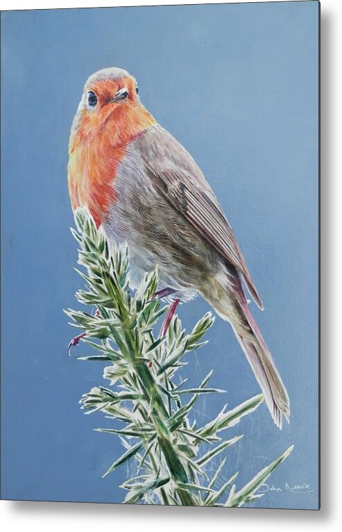 Robin Metal Print featuring the painting Robin on Thorns by John Neeve