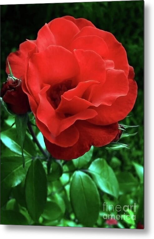 Rose Metal Print featuring the photograph Rose For You by Jasna Dragun