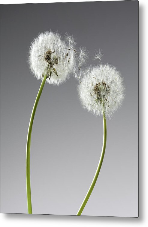 Two Objects Metal Print featuring the photograph Seeds Connecting Two Dandelions by Andy Roberts