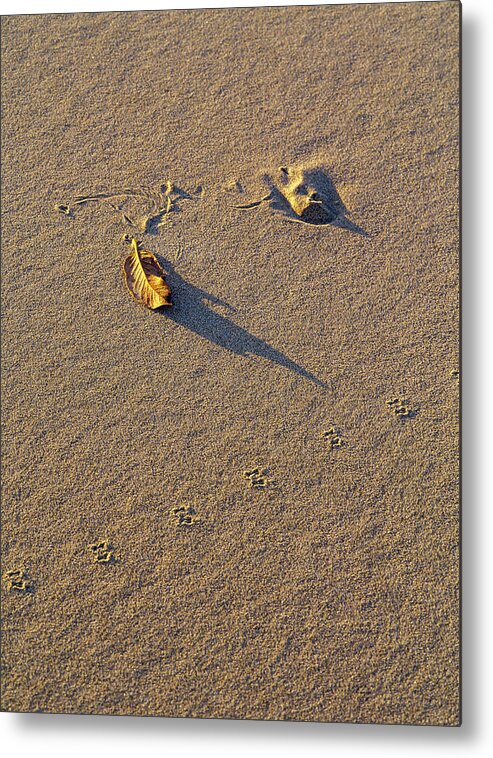 Dunes Metal Print featuring the photograph Shadow and Tracks by Robert Potts