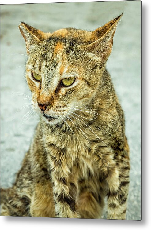 Cat Metal Print featuring the photograph Stray Cat Stare by Nick Bywater