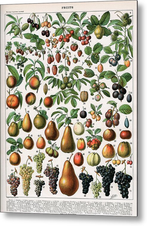 Plum Metal Print featuring the photograph Varieties Of Fruit by Graphicaartis
