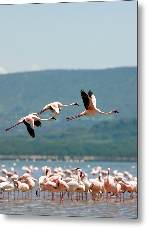 Animal Themes Metal Print featuring the photograph Wading And Flying Flamingos by Grant Faint
