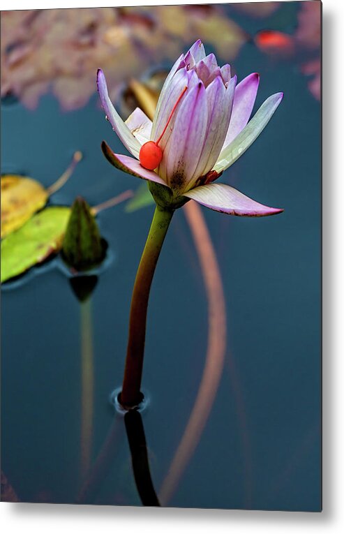 Water Lily And Berry Metal Print featuring the photograph Water Lily and Berry by Robert Ullmann