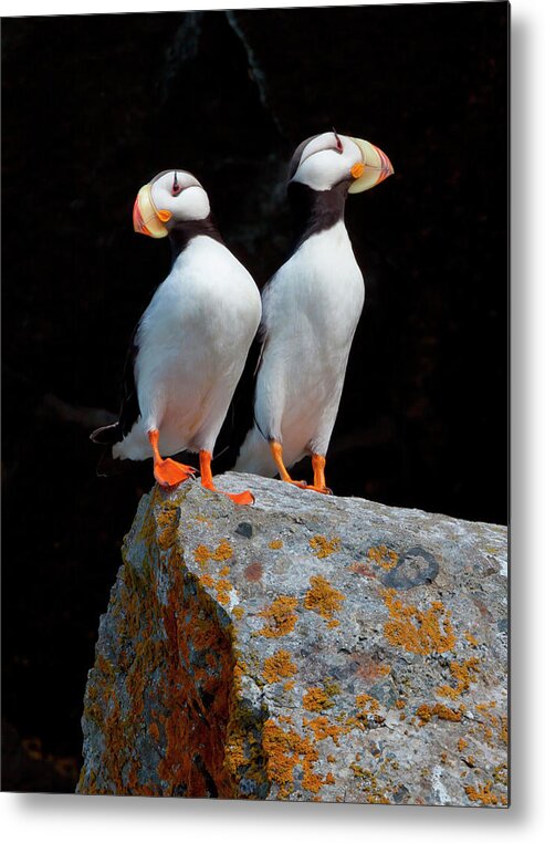 Vertebrate Metal Print featuring the photograph White-chested Puffins, Fratercula by Mint Images/ Art Wolfe