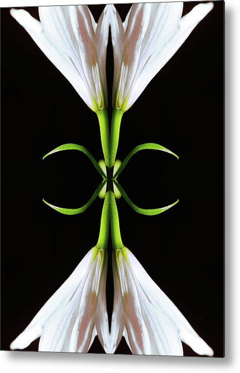 Black Background Metal Print featuring the photograph White Lily by Silvia Otte