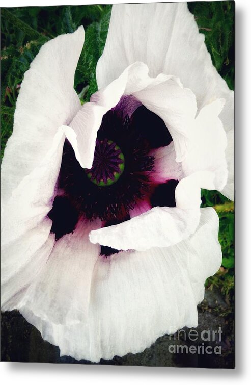 White Poppy Metal Print featuring the photograph White Poppy by Joan-Violet Stretch