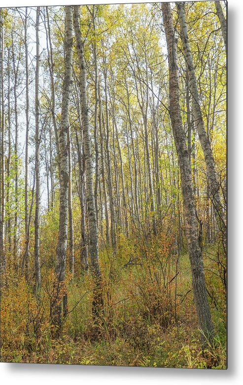 Woods Metal Print featuring the photograph Autumn Woods by Karen Rispin