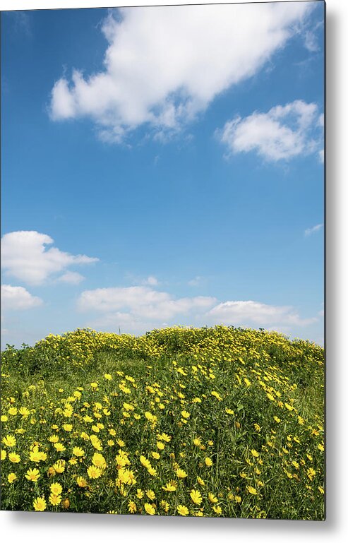 Flowers Metal Print featuring the photograph Field with yellow marguerite daisy blooming flowers against and blue cloudy sky. Spring landscape nature background by Michalakis Ppalis