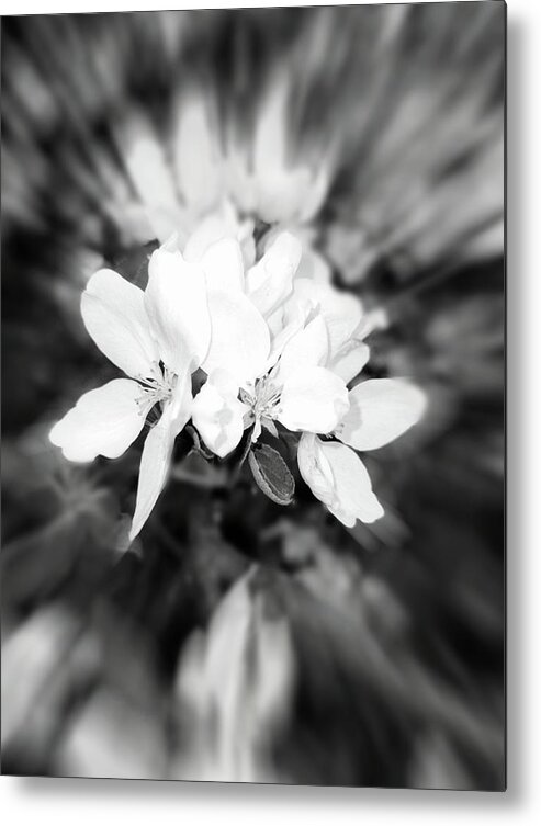 2021 Metal Print featuring the photograph 2021 Black and White Apple Blossom Zoom Blur Photograph by Delynn Addams