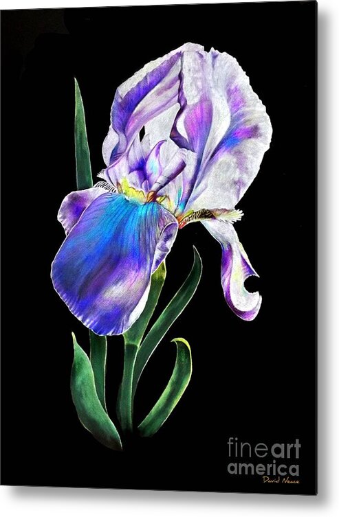 Iris Metal Print featuring the drawing Iris #3 by David Neace CPX