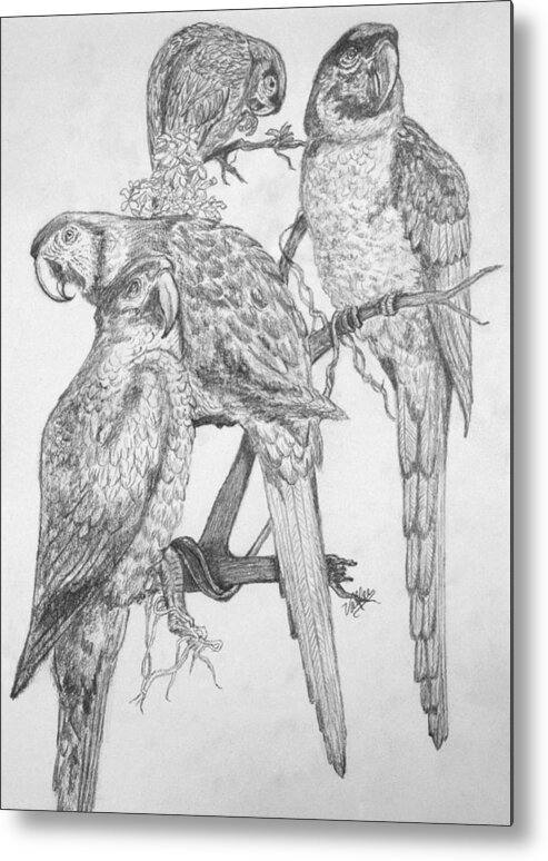 Parrots Metal Print featuring the drawing 4 Parrots by Vallee Johnson