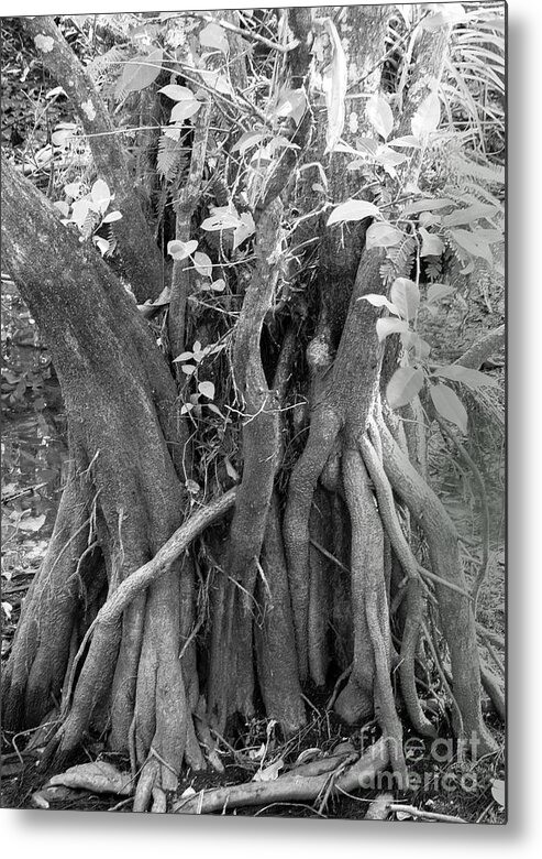 Magrove Metal Print featuring the photograph A Giant Mangrove in the Corkscrew Swamp by L Bosco