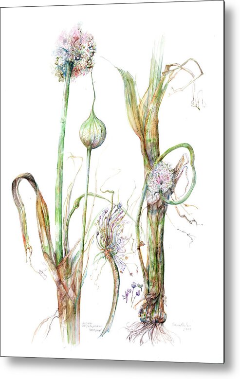 Flowering Leek Metal Print featuring the painting Allium ampeloprasum  by Gloria Newlan