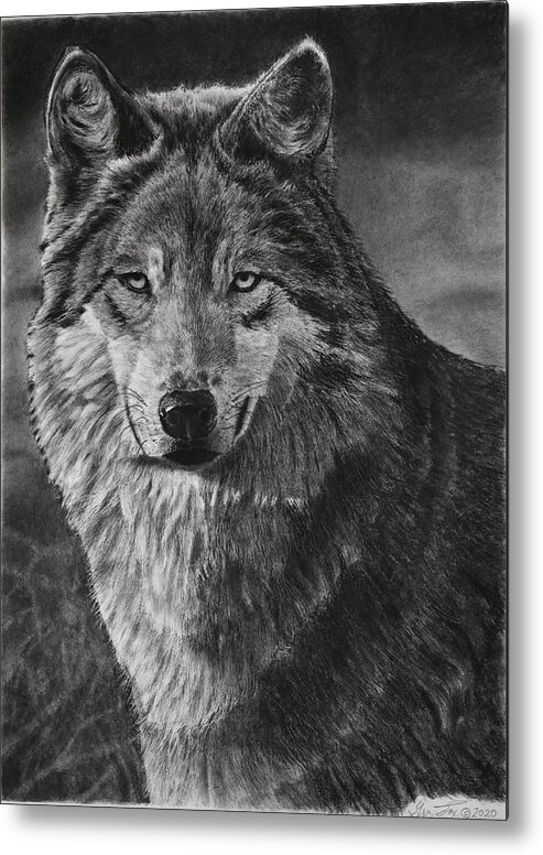 Wolf Metal Print featuring the drawing Alpha by Greg Fox