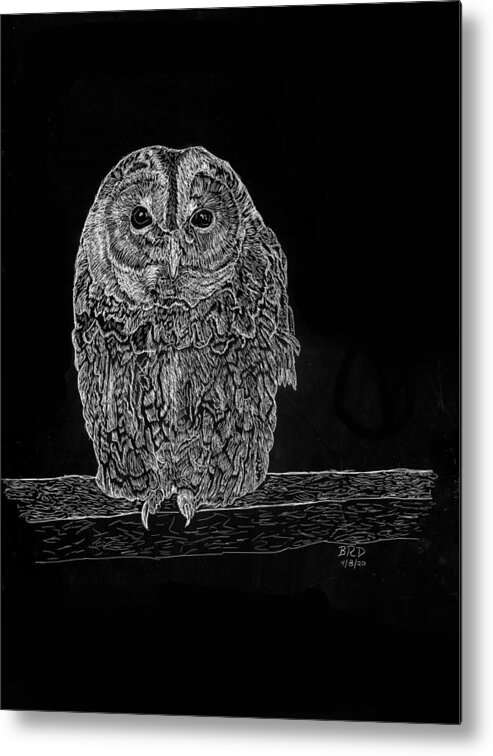 Barred Owl Metal Print featuring the drawing Barred Owl by Branwen Drew