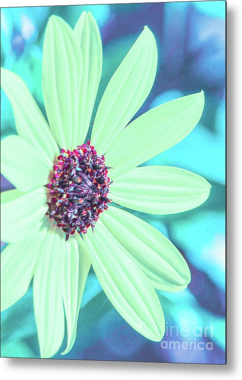Sunflower Metal Print featuring the photograph Beachy colors sunflower by Joanne Carey