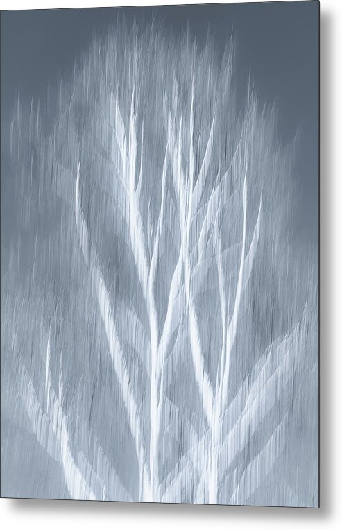 Birch Metal Print featuring the photograph Birch abstract by Brad Bellisle