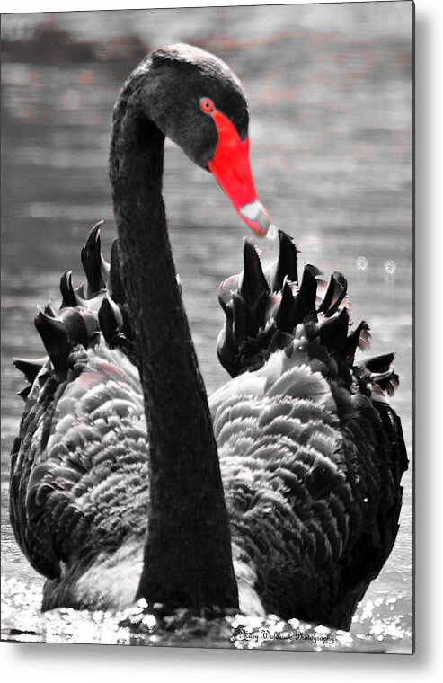 Black Swan Metal Print featuring the photograph Black Swan Portrait by Mary Walchuck