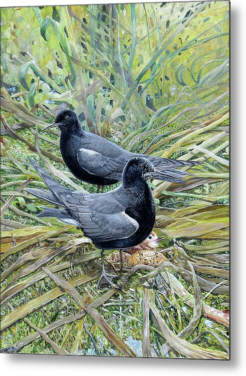 Black Terns Metal Print featuring the painting Black Terns by Barry Kent MacKay