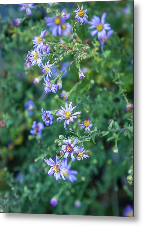 Wild Flowers Metal Print featuring the photograph Blue Felicia by Cate Franklyn