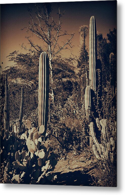 Cactus Metal Print featuring the photograph Cactus Garden 9 by Lawrence Knutsson