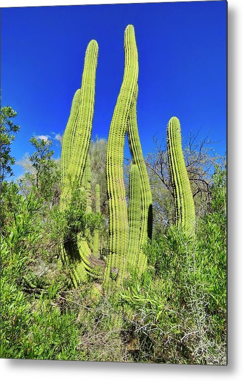 Icon Metal Print featuring the photograph Cactus Sway by Judy Kennedy