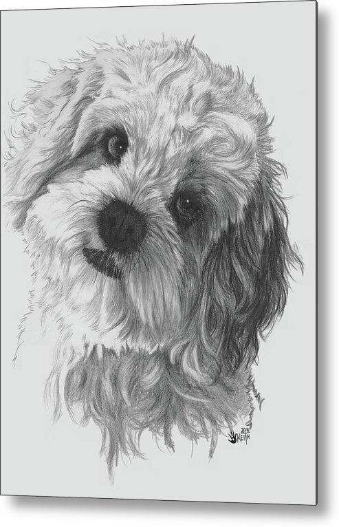 Designer Dog Metal Print featuring the drawing Cava-Chon by Barbara Keith