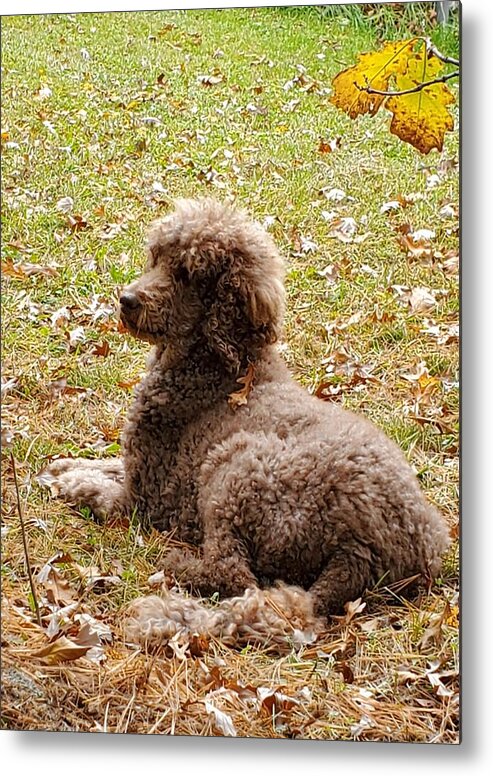 Standard Metal Print featuring the photograph Chillaxing by Gigi Dequanne