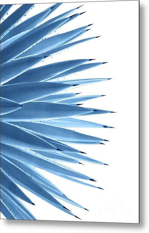 Color Metal Print featuring the mixed media Classic Blue Agave Dream #1 #tropical #decor #art by Anitas and Bellas Art