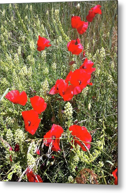 Flower Metal Print featuring the photograph Coquelicots by Joelle Philibert