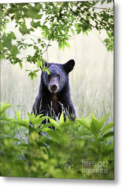 Bear Metal Print featuring the photograph Curious Bear Cub - Animal Portraits by Rehna George