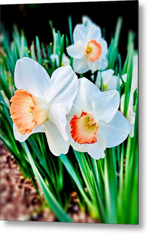 Spring Metal Print featuring the photograph Daffodils by John Anderson