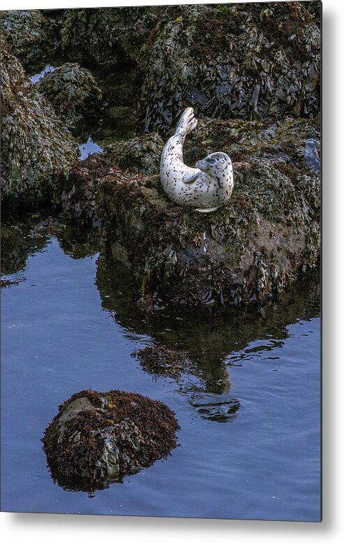 Scenic Metal Print featuring the photograph Depoe Bay Seal by Doug Davidson